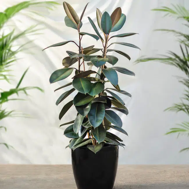 Types of Money Plants