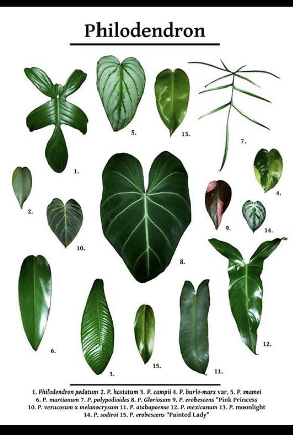 Philodendron Chart