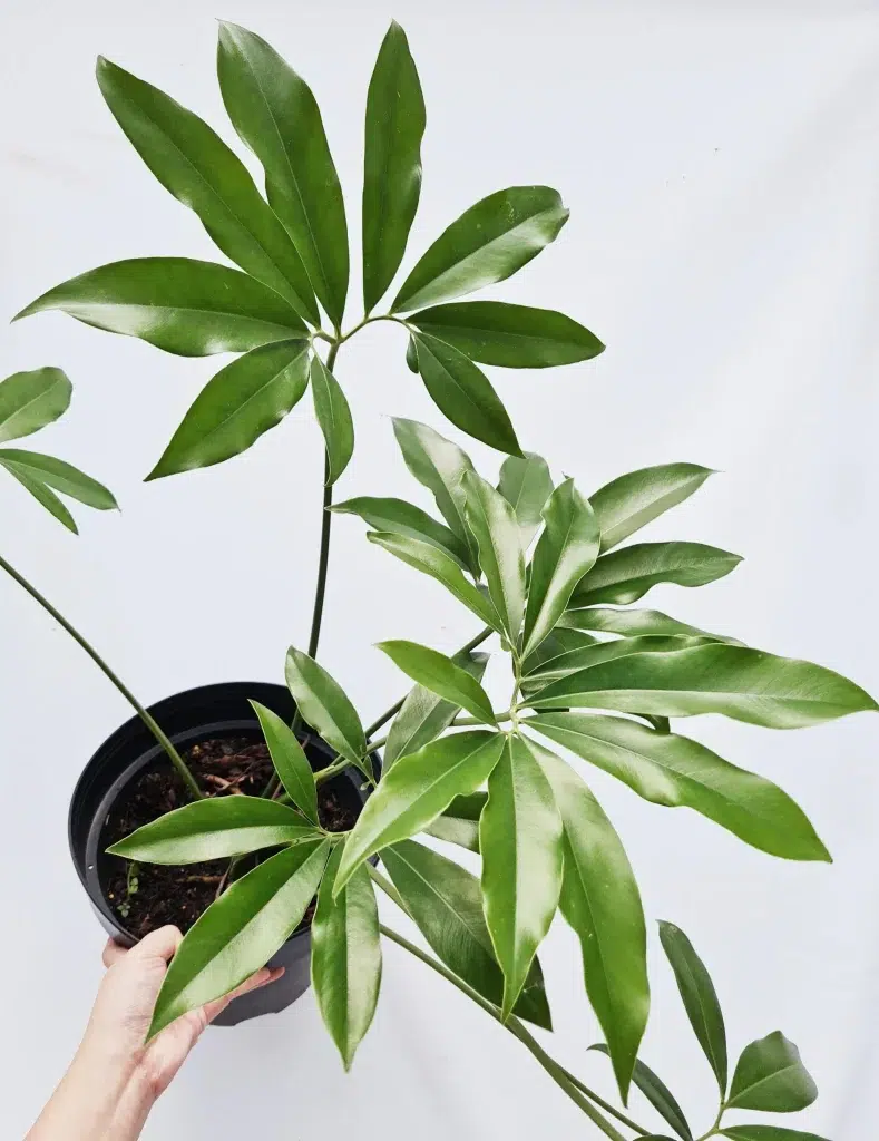 Philodendron Fun Bun