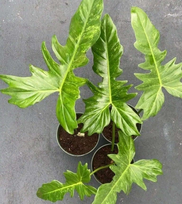Caring For the Adored Golden Dragon Philodendron (What You Really Need to Know)