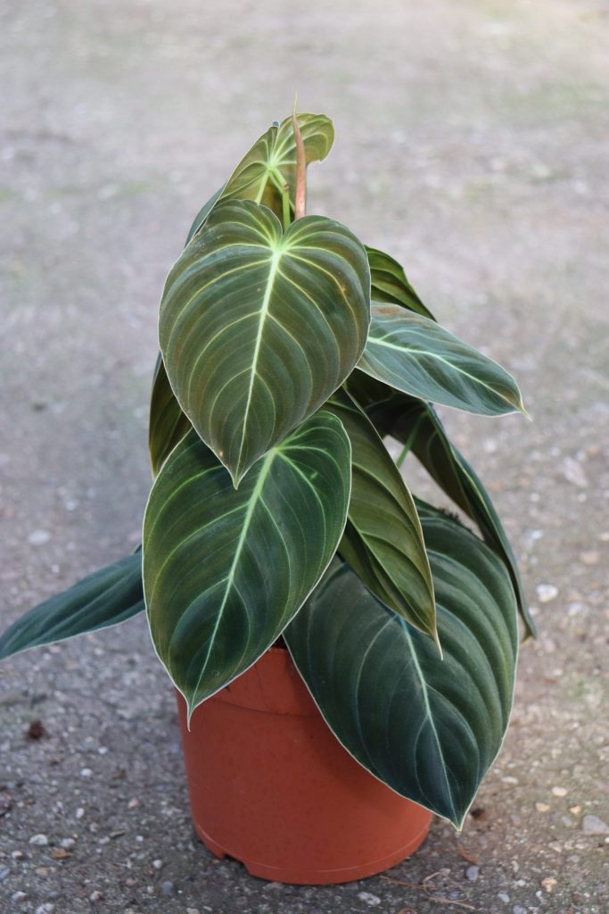 Philodendron Melanochry