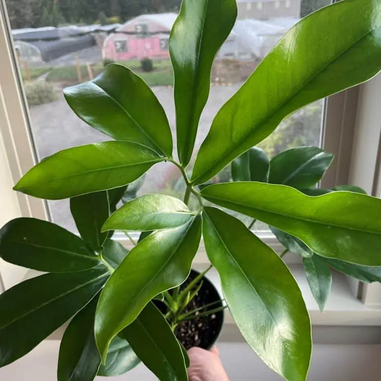 Philodendron Fun Bun