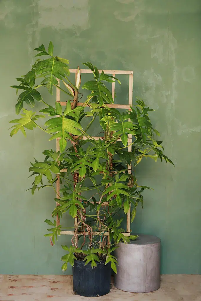 Rare Philodendron Species pedatum