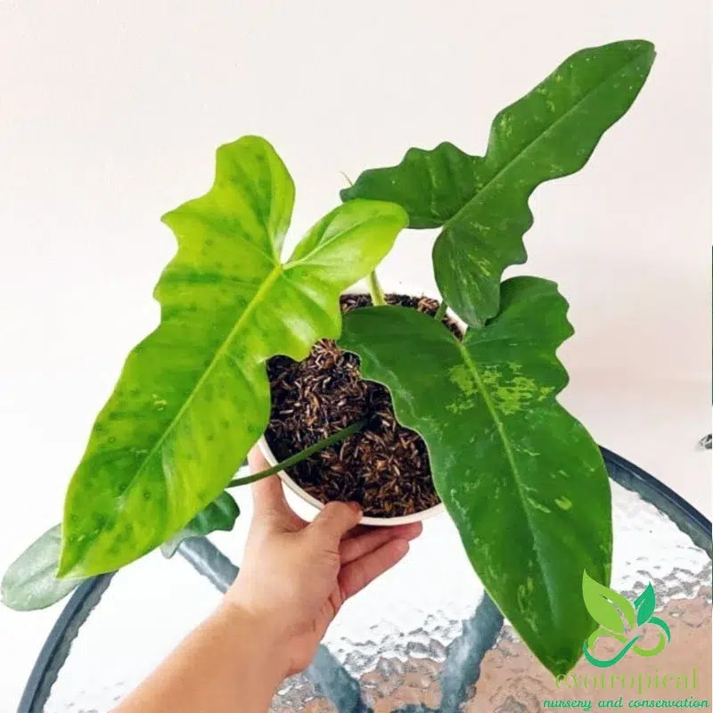 Philodendron Golden Dragon 