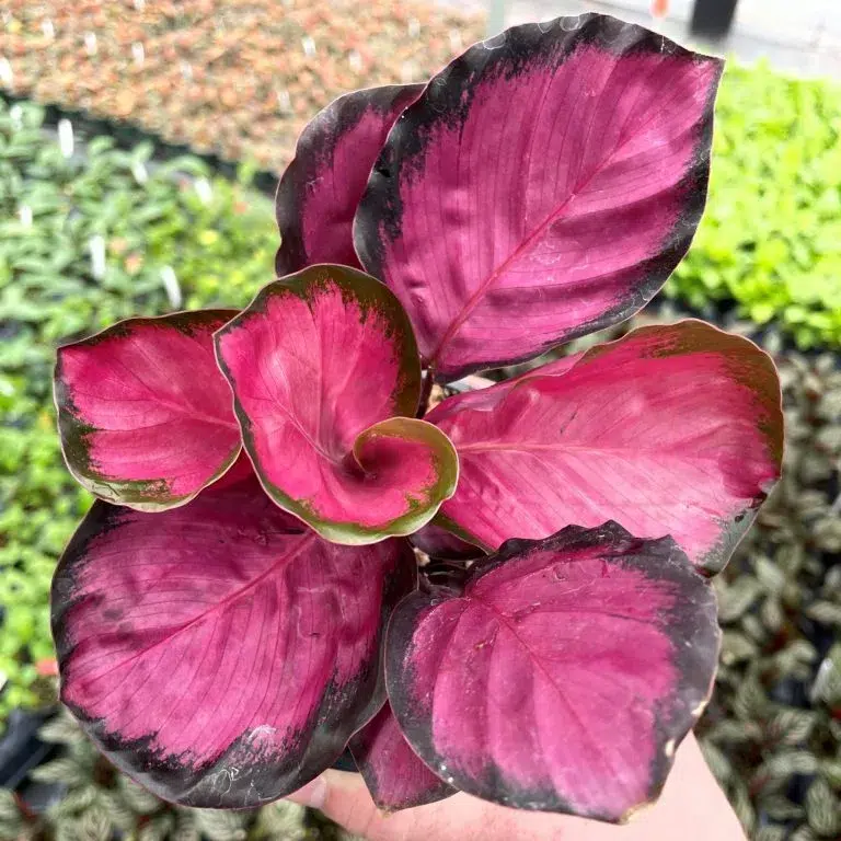 Calathea Roseopicta Rosy