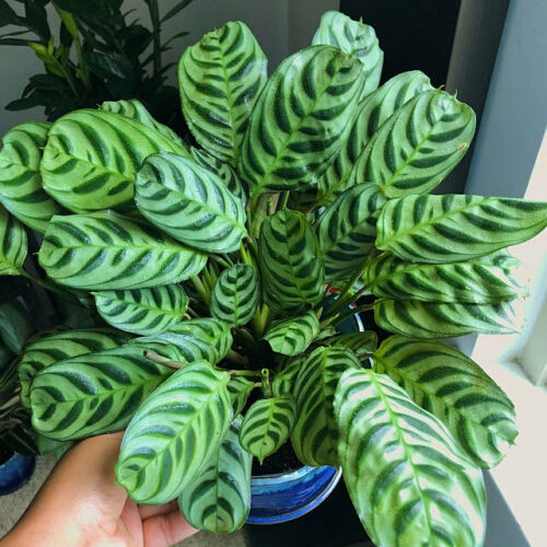 Calathea Burle Marx