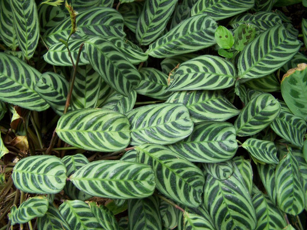 Calathea Burle Marx