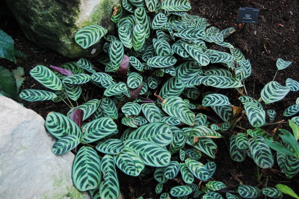 ctenanthe burle marxii