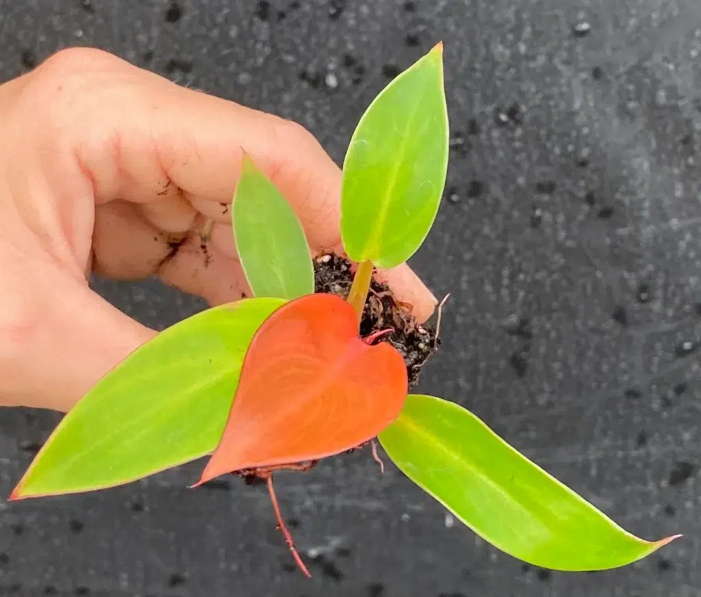 Philodendron red sun