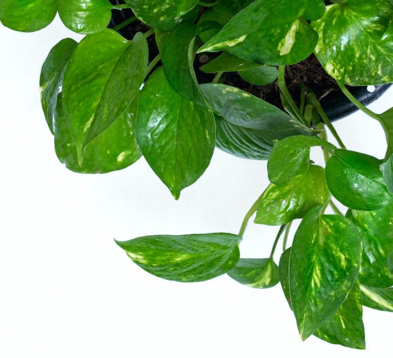 Why Are My Pothos Leaves Curling