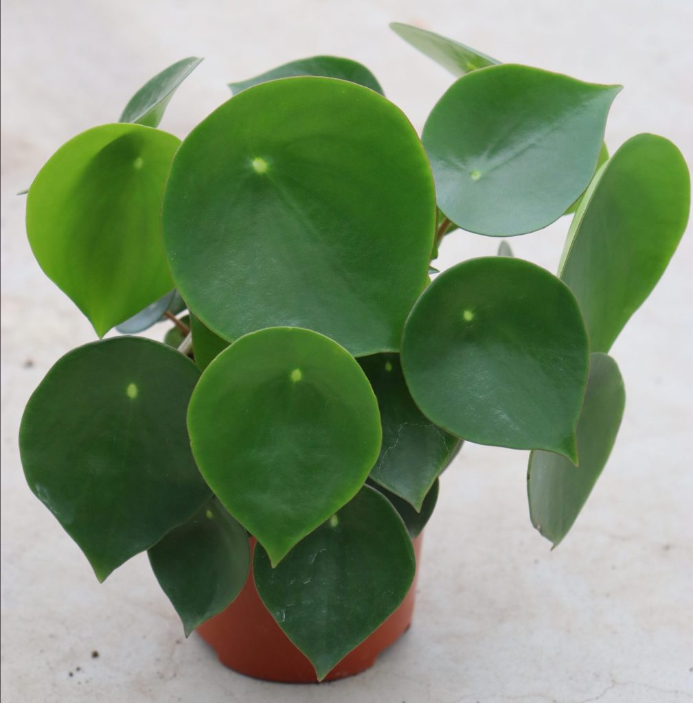 Peperomia polybotrya