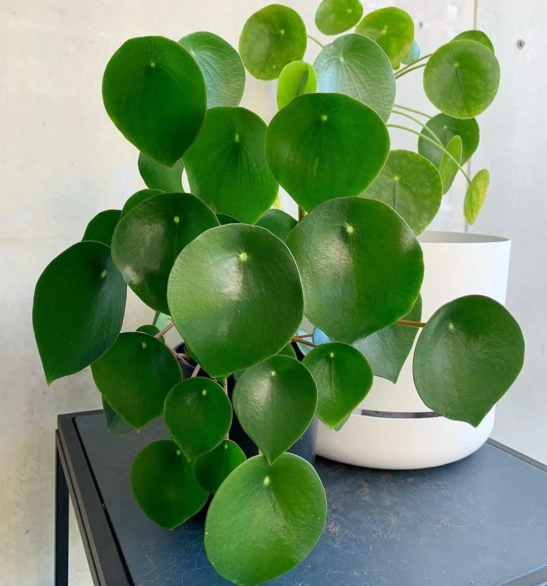 raindrop peperomia
