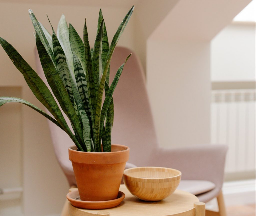 how fast can snake plants grow