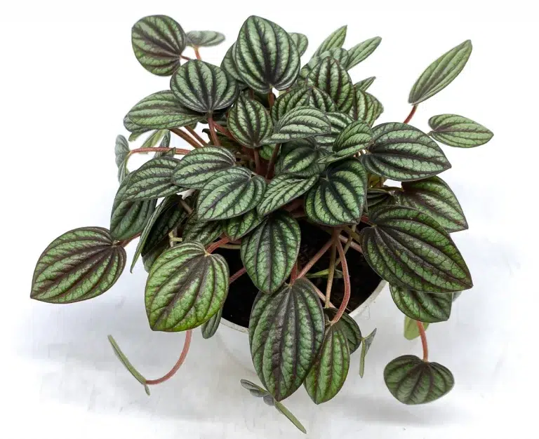 Peperomia piccolo banda care