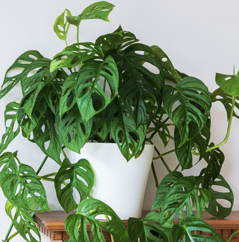 How To Care For Your Rhaphidophora Tetrasperma Aka The Cute Mini Monstera