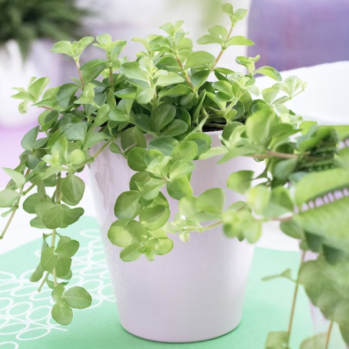 Peperomia Rotundifolia