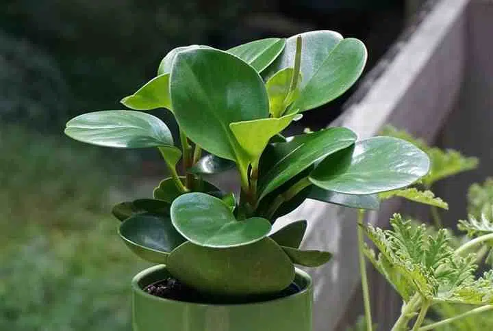 Baby Rubber Plant