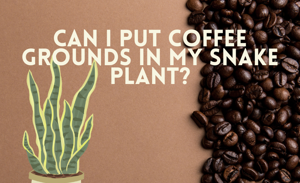 Can I put Coffee Grounds in my Snake Plant?