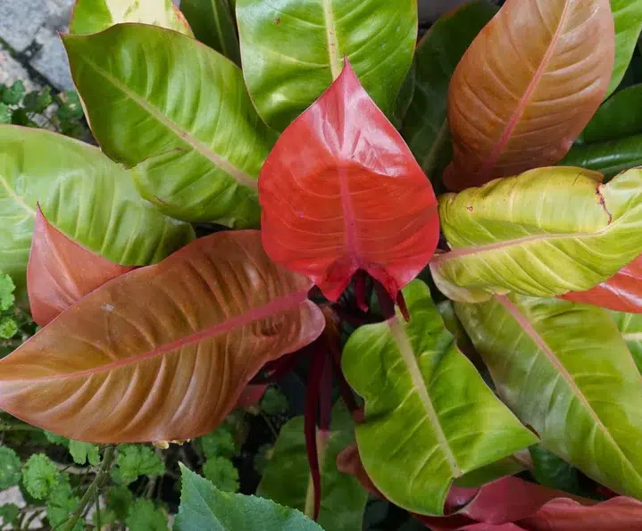 The Prince of Orange Philodendron Care