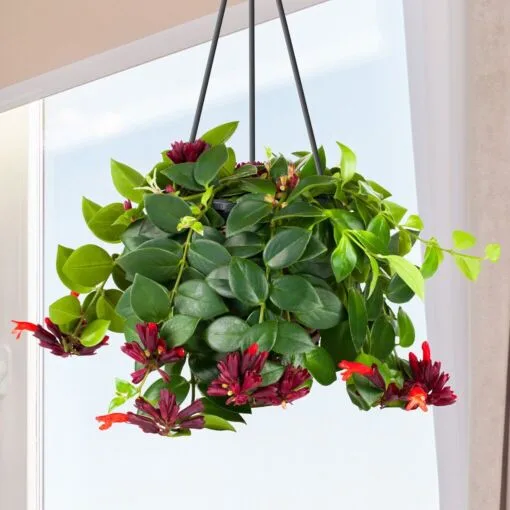 Lipstick Plant