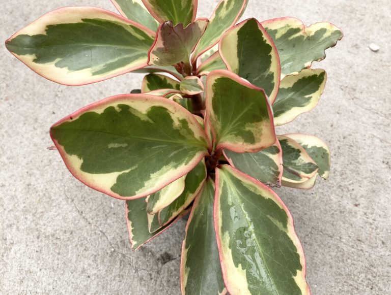 Peperomia Ginny