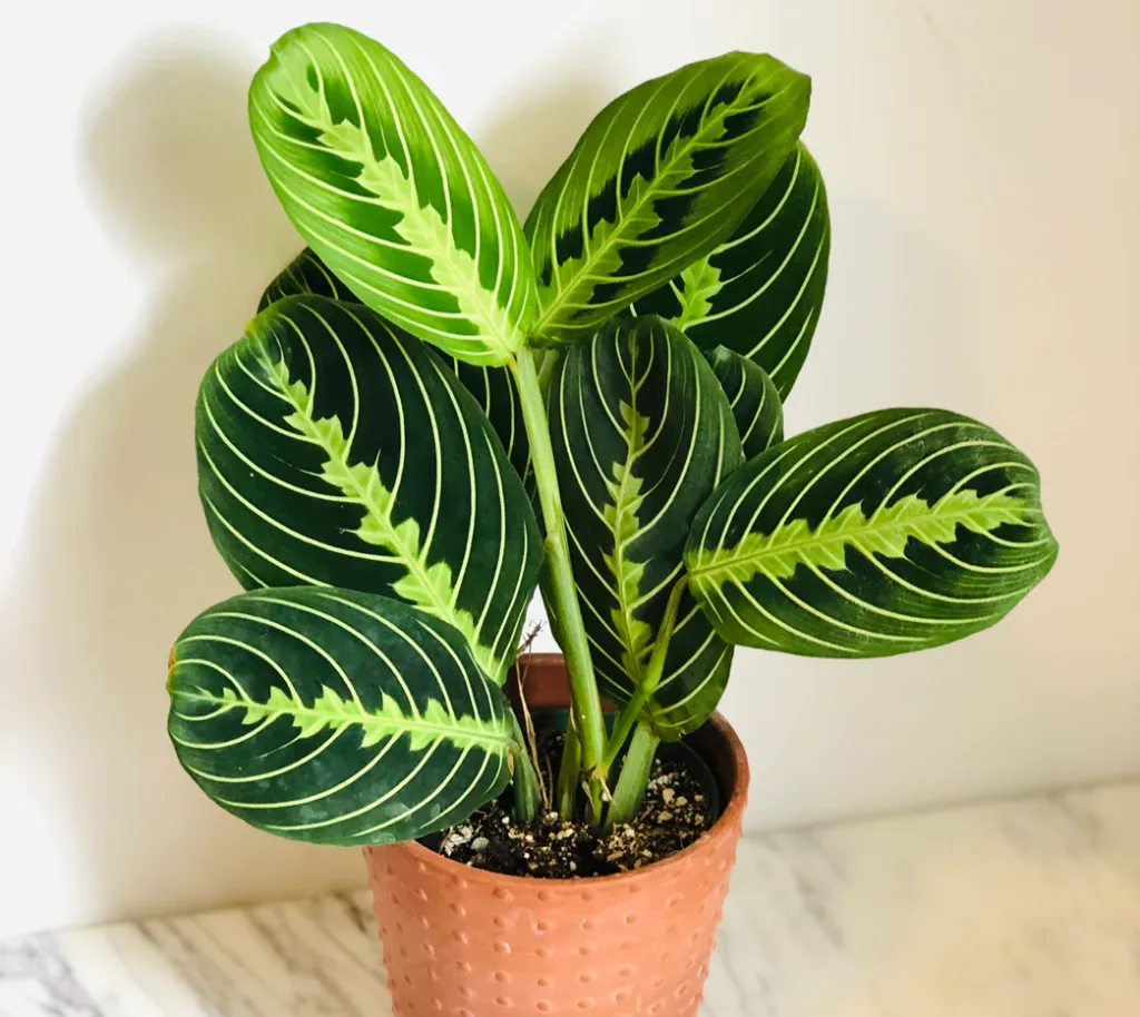 Prayer Plant (Maranta leuconeura)