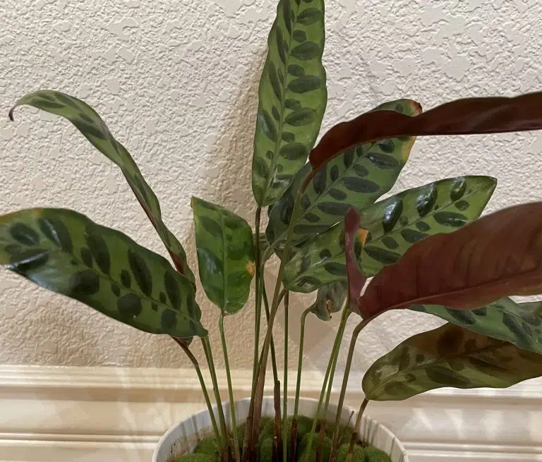 Are all Calatheas Prayer Plants?