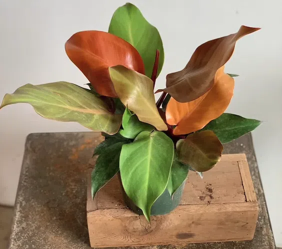 prince of orange philodendron care
