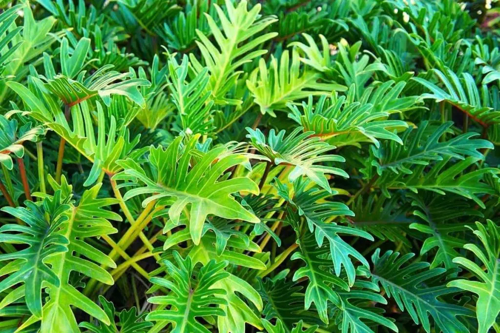 Split-Leaf Philodendron Care