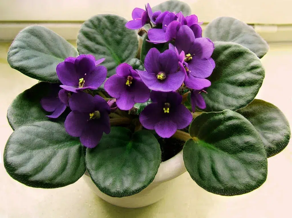 Low light indoor plants safe for cats
