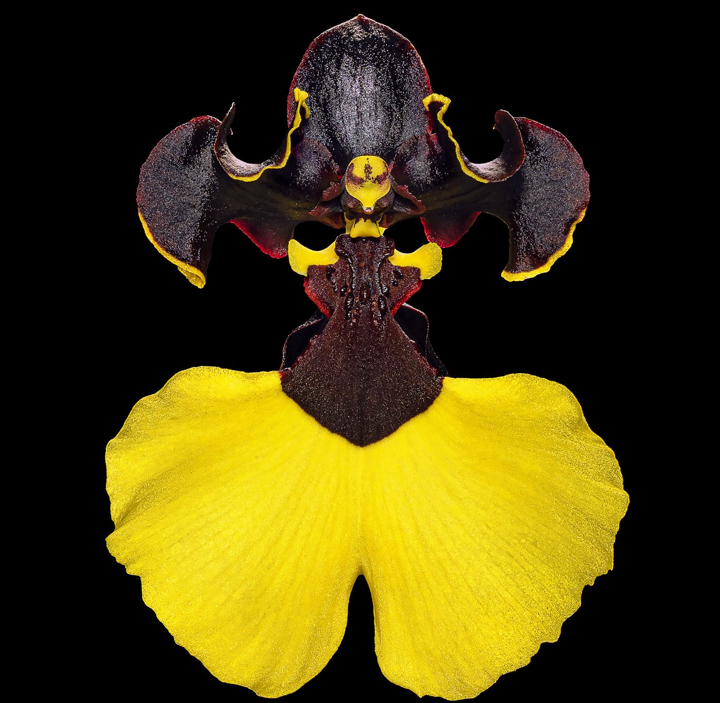 Gomesa Jiaho Queen Orchid