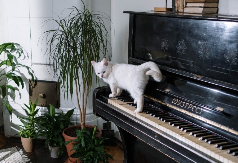 Low light indoor plants safe for cats