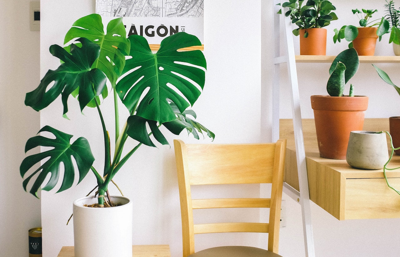 How to Propagate Monstera Deliciousa