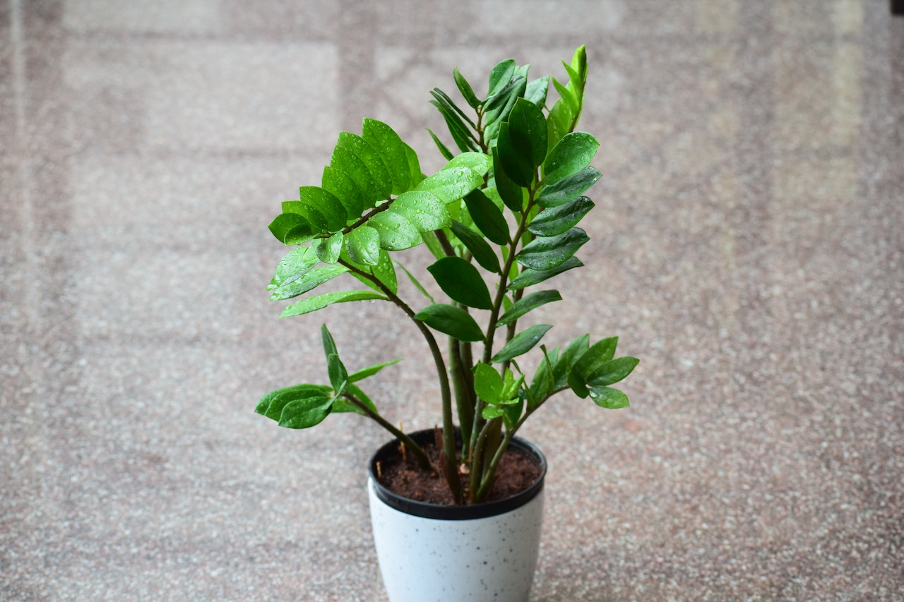 zz plant soil recipe