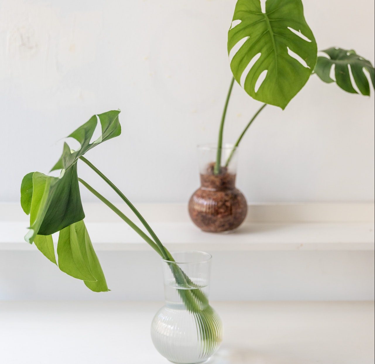 Propagating Monstera Deliciousa in Water or Soil?