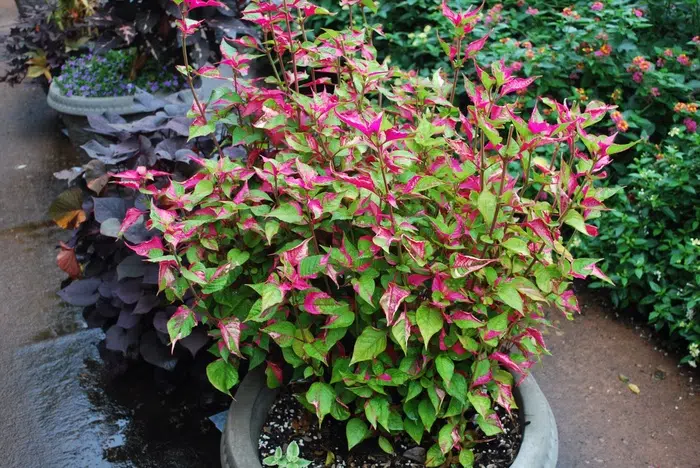 Alternanthera Party Time Plant