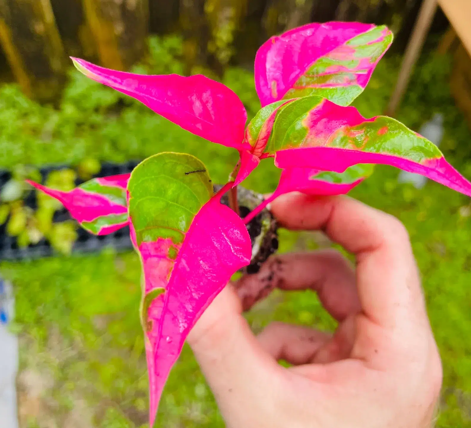 Alternanthera Party Time Plant