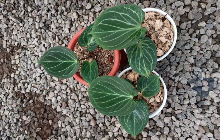 Anthurium King of spades