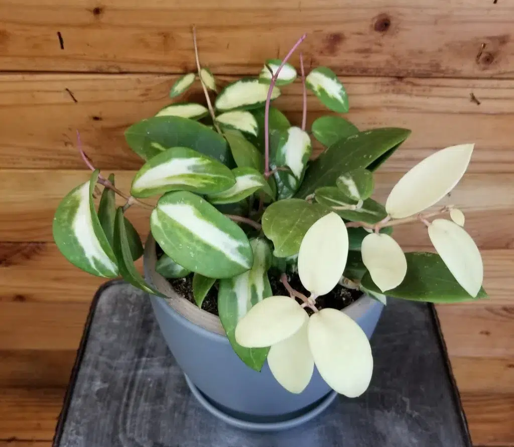 Hoya Acuta Variegata