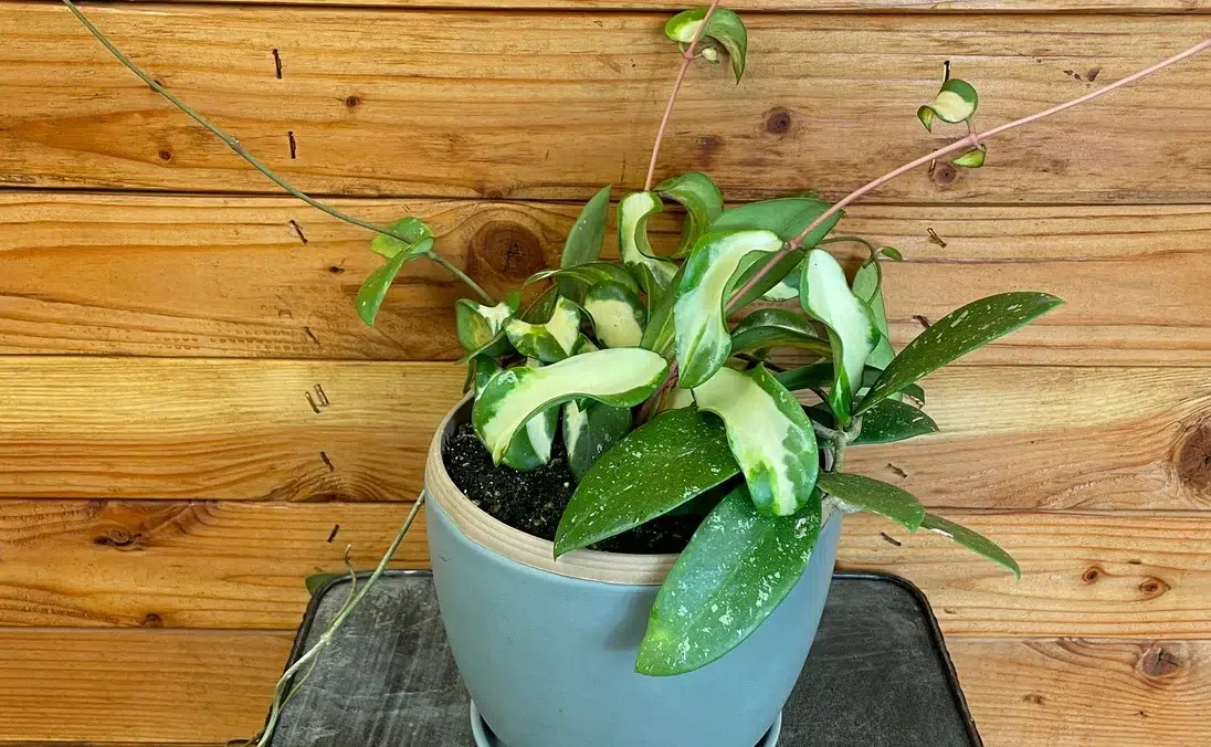 Hoya acuta variegata