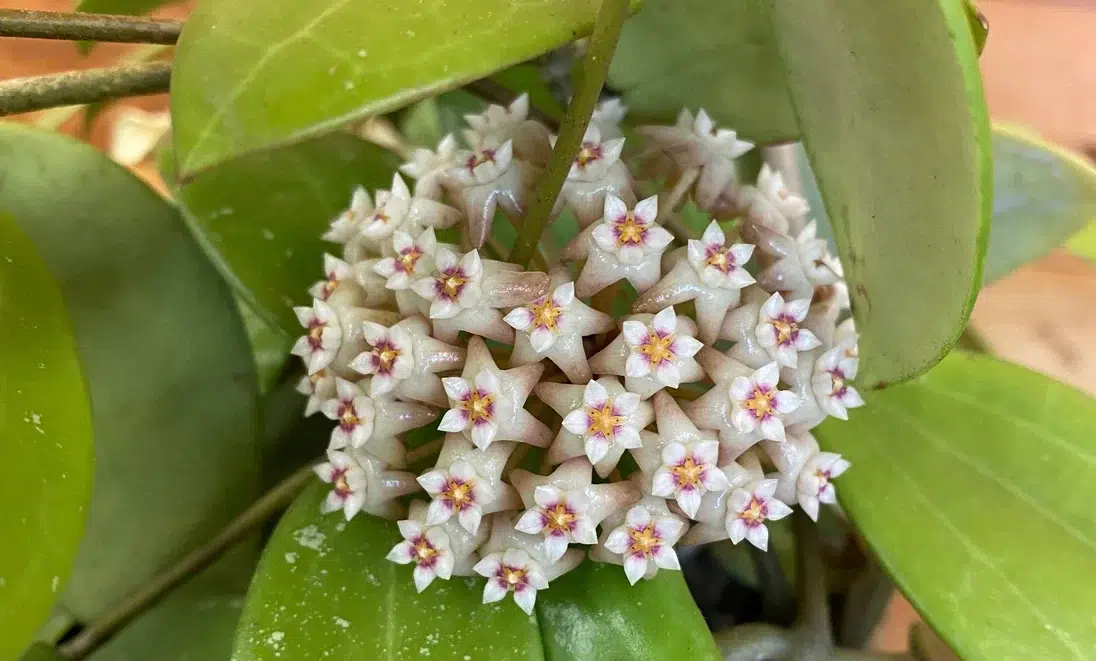 Hoya acuta variegata flowers