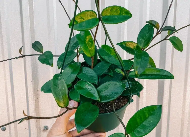 Hoya Carnosa Jade