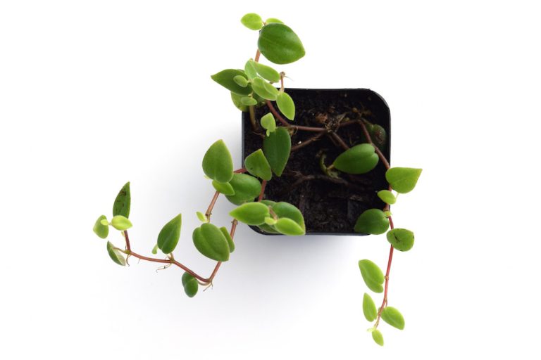 Peperomia Perciliata