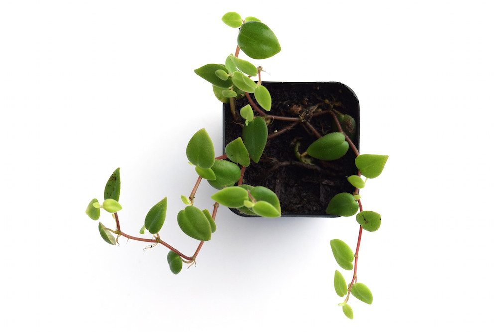 Peperomia Perciliata