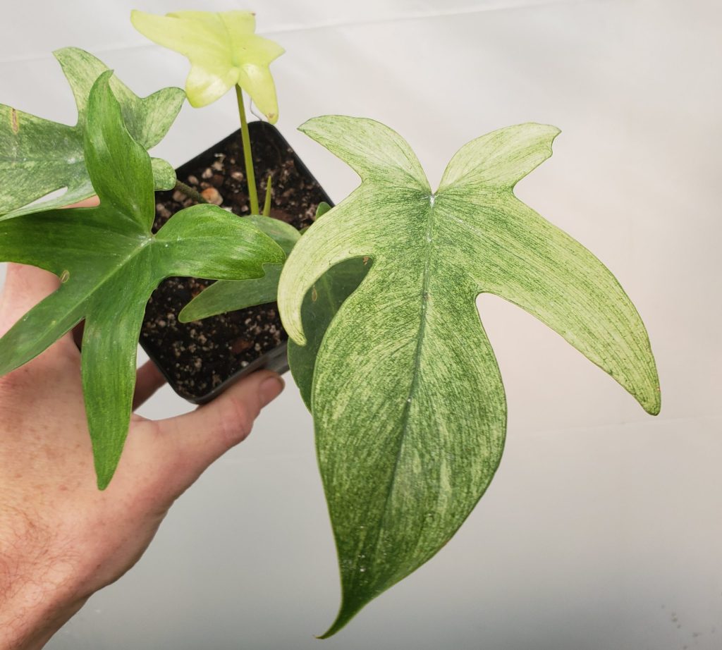 Philodendron Florida Mint