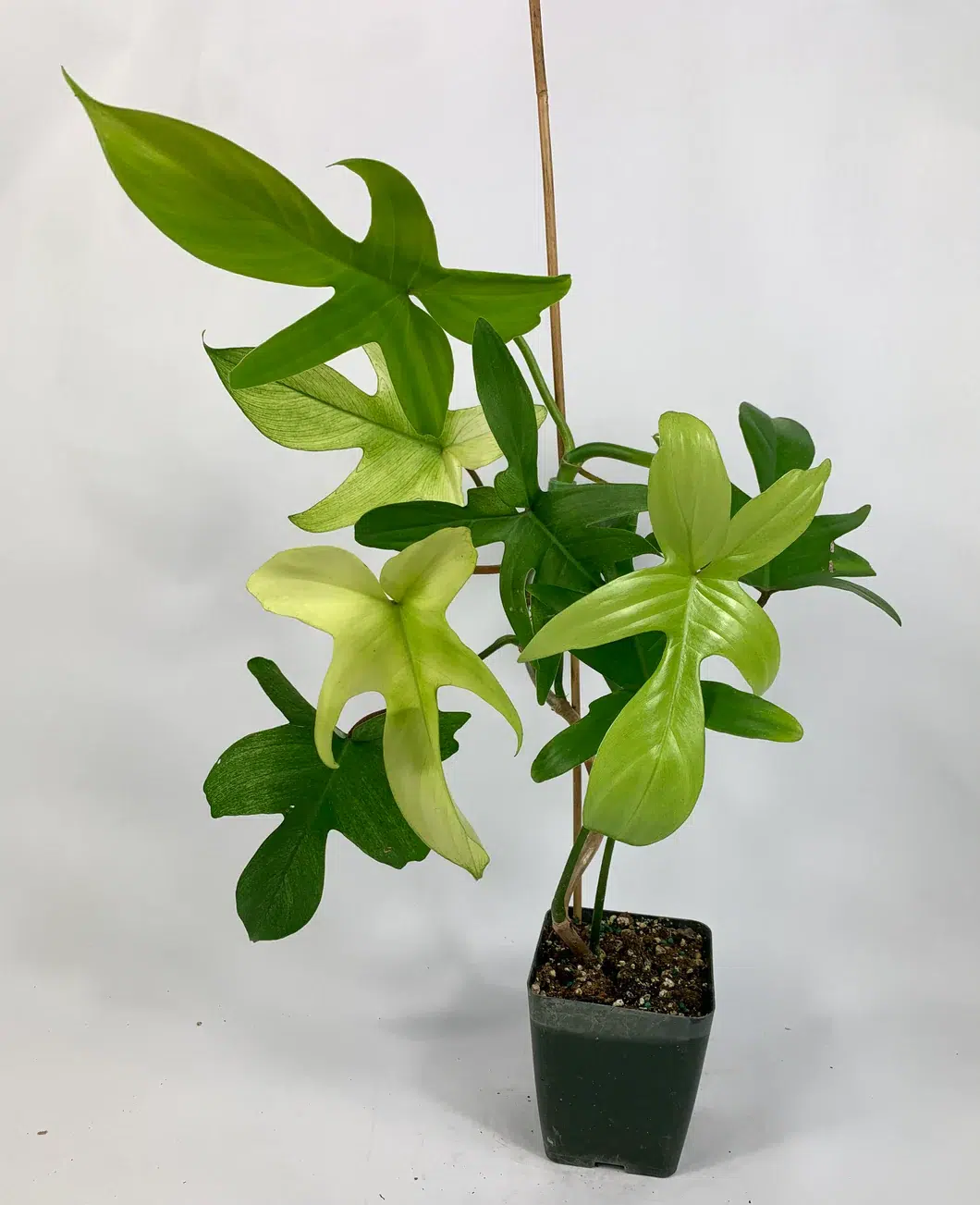 Philodendron Florida Mint
