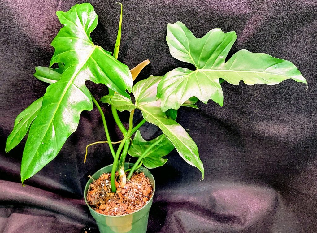 Philodendron Green Dragon
