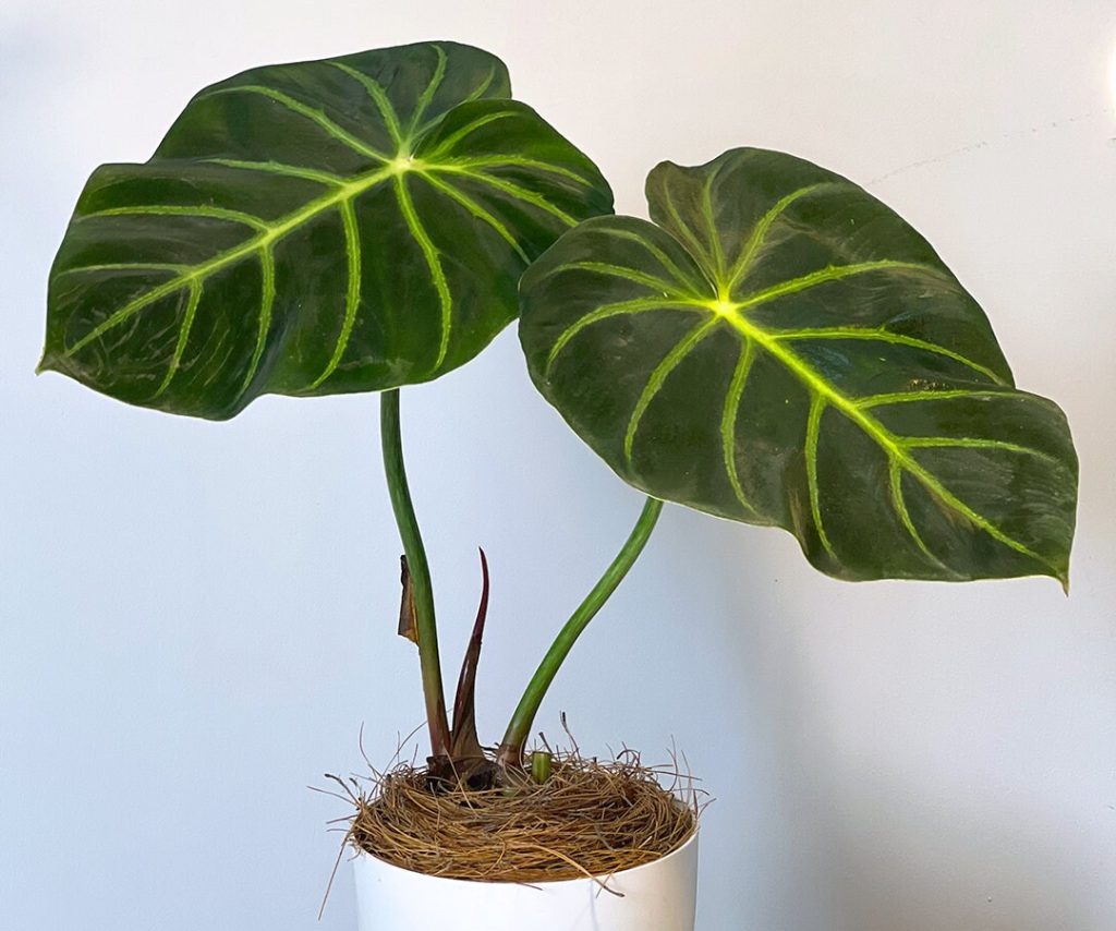 Philodendron luxurians