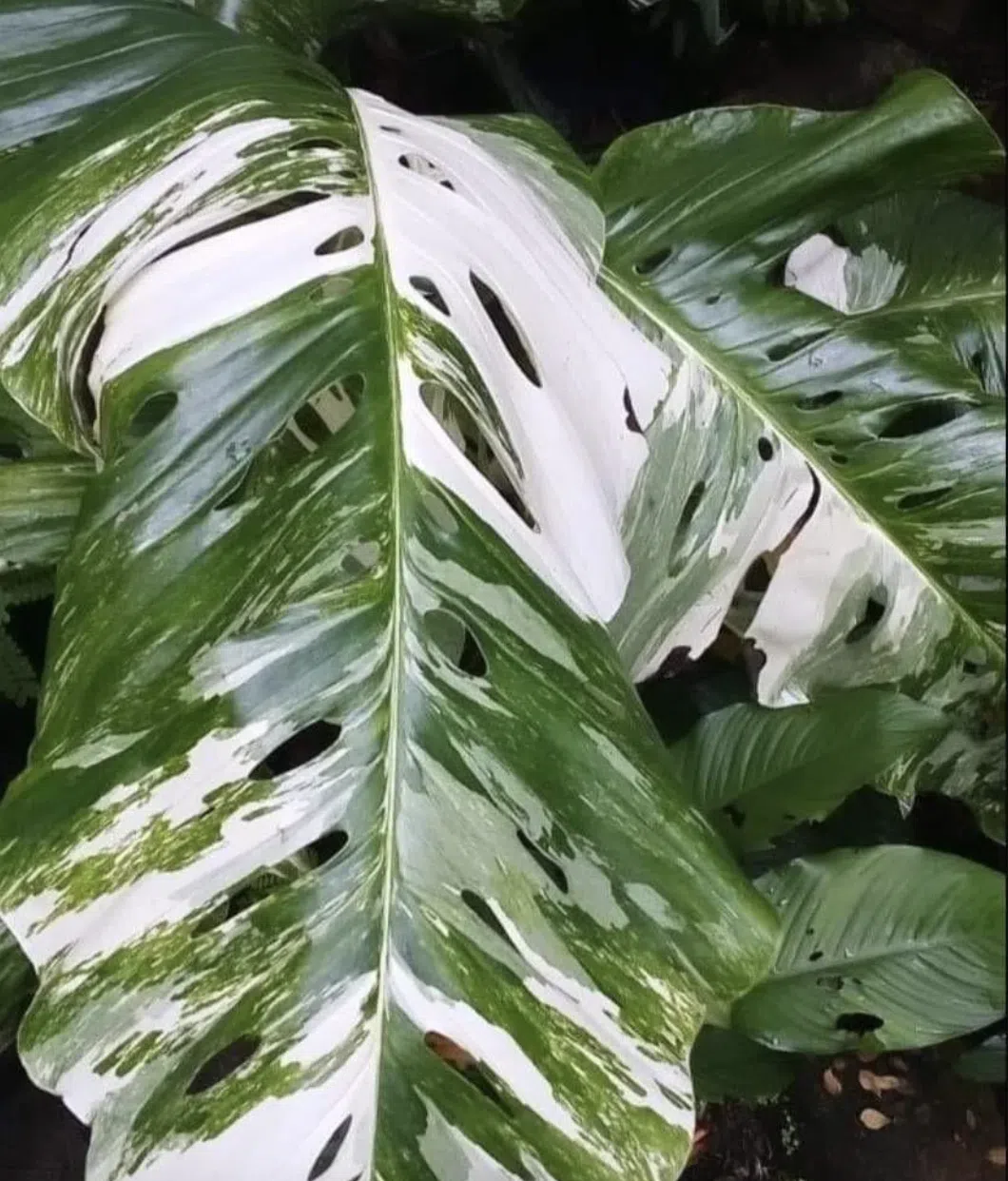 Monstera Lechleriana Variegated