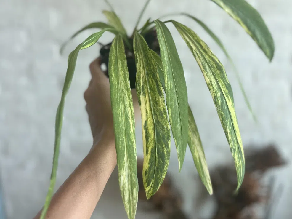 Anthurium Vittarifolium Variegated